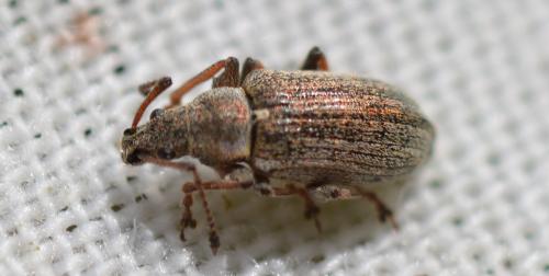 Réf. 343 173 : Phyllobius pyri